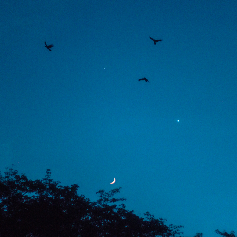 夕暮れ空の協演