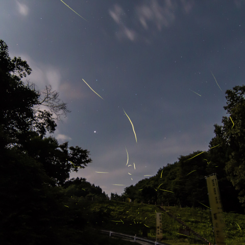 木星と蛍の共演