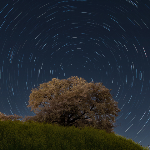 さきたま古墳公園の星桜