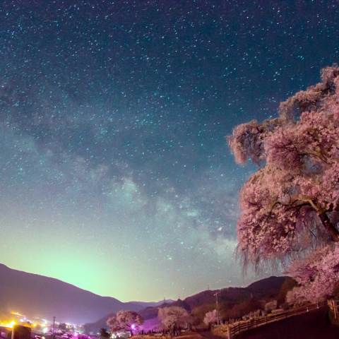 勝間薬師堂のしだれ桜と天の川