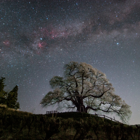 発知のヒガンザクラと天の川