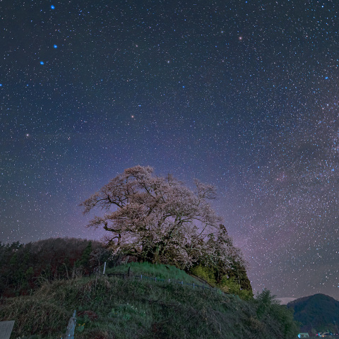 発知のヒガンザクラと天の川