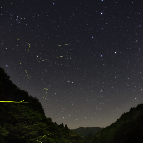 蛍舞う星夜