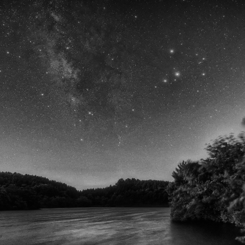 サソリとバンビ