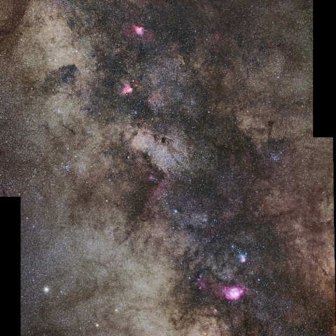 バンビの横顔付近