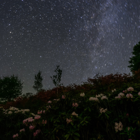シャクナゲとツツジ、そして昇ってきたカシオペア