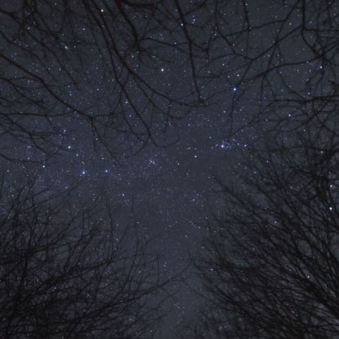 木々の間から見上げた星空