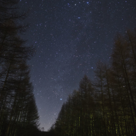 カラマツ並木と沈むはくちょうとカシオペア