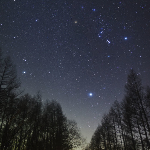 カラマツ並木と冬の大三角