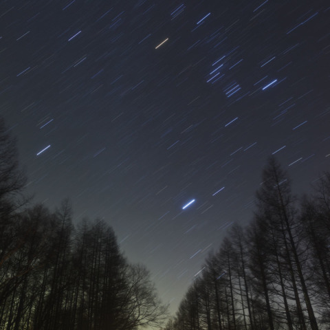 カラマツ並木と冬の大三角