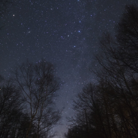 カラマツ並木とカシオペア