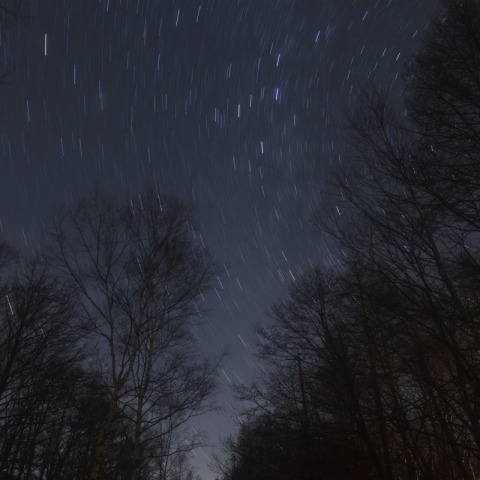カラマツ並木とカシオペア