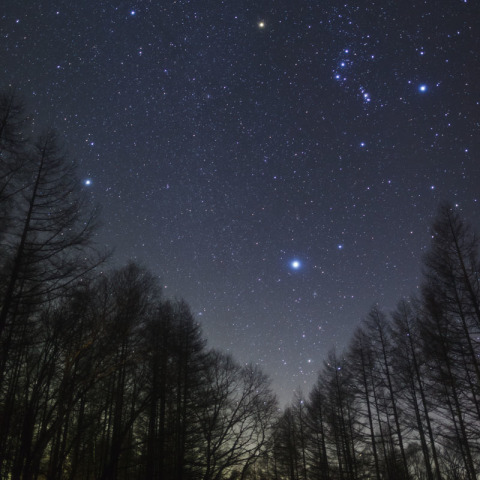 カラマツ並木と冬の大三角