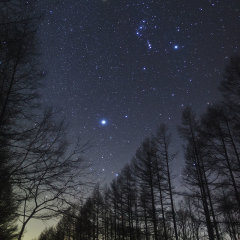 カラマツ並木とオリオンとおおいぬ