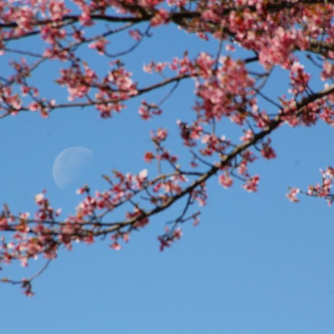 残月に河津桜
