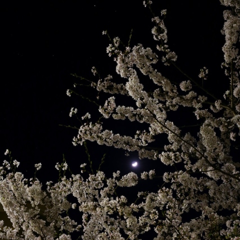 桜花越の月・木星