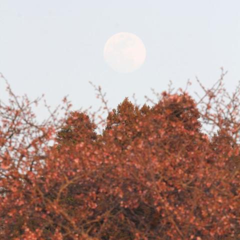 桜越しの十三日月の出