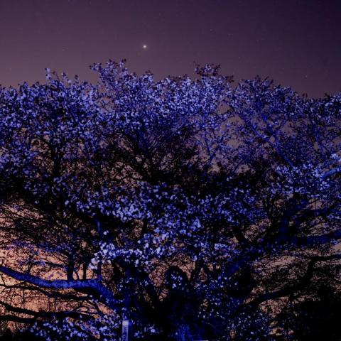 黄門桜に木星と十六夜（いざよい）