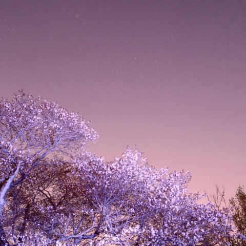 黄門桜に立つ2兄弟カストルとポルックス