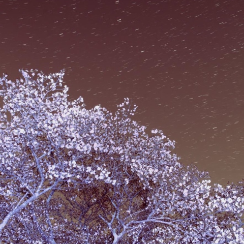 黄門桜上空を駆けるしし