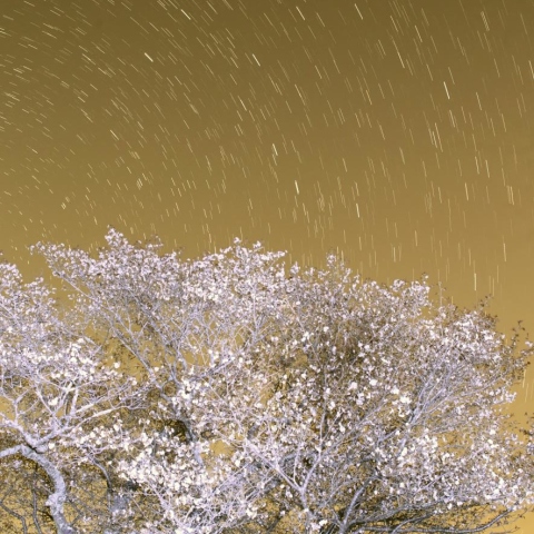 黄門桜を廻る妙見様