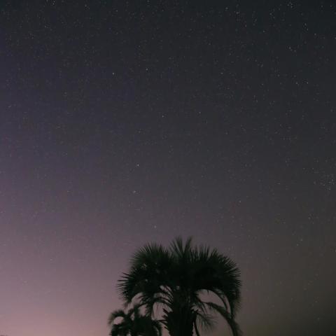 立ち上がった大熊