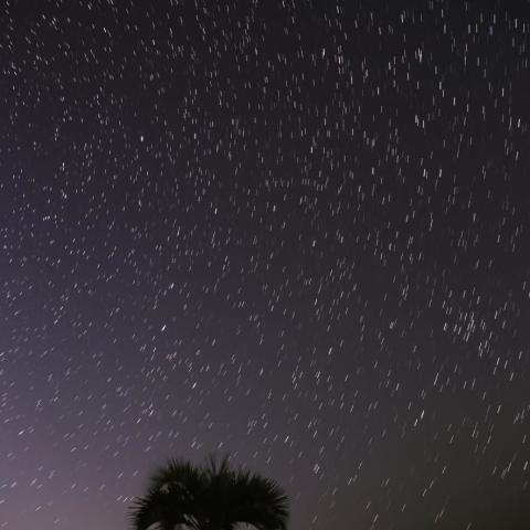 上空へと駆け上がる大熊