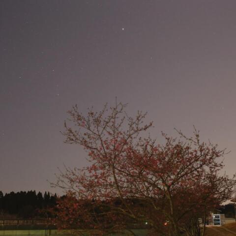河津桜とおおいぬ座