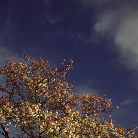 桜上空を駆け上がるしし