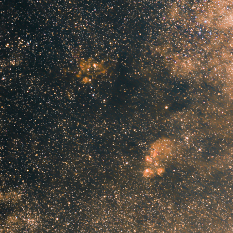 彼岸花と猫の足跡