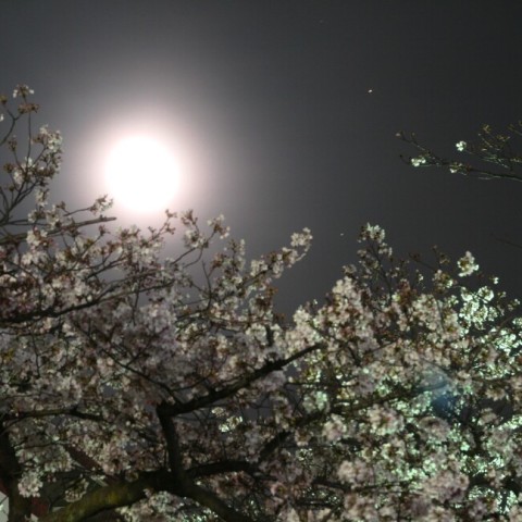 月夜桜