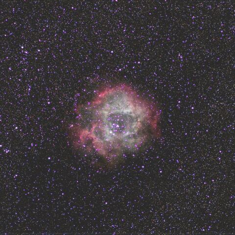 ばら星雲 Jan. 2024