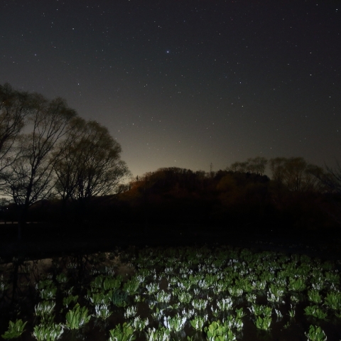 水芭蕉と春の星座
