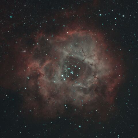 季節遅めのばら星雲