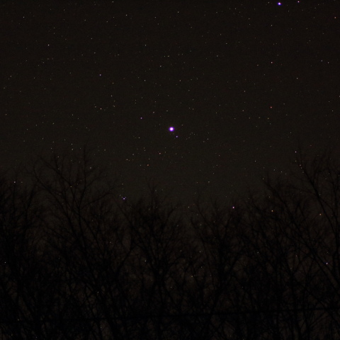 星を生み出す木