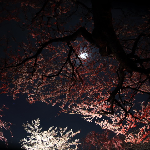 桜と上弦の月