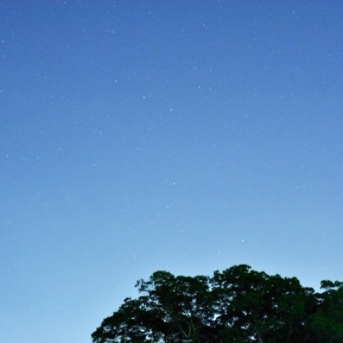 トトロの住む木と星空