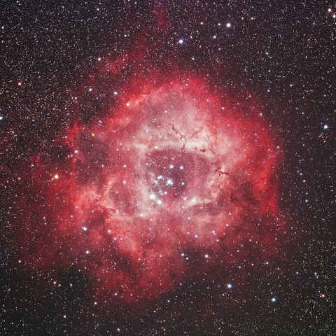 夜空に咲くバラの花