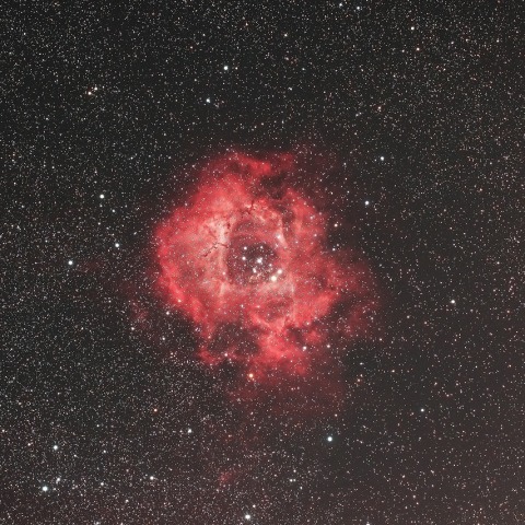 真紅のバラの花飾り