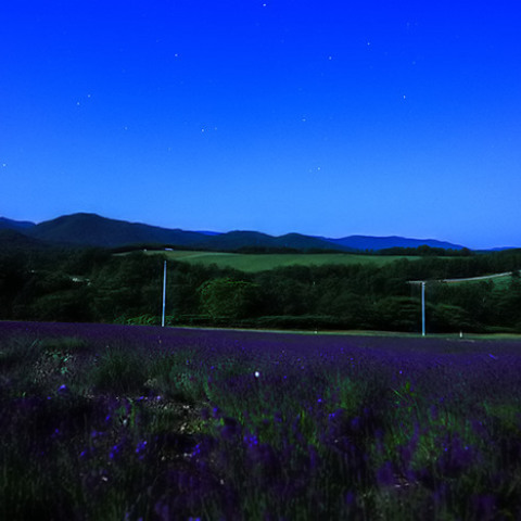 クマ出没注意！