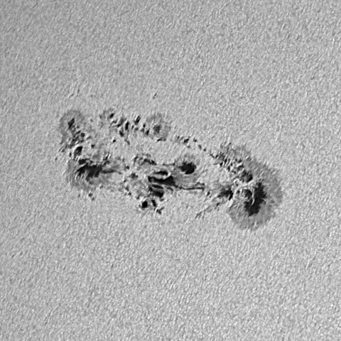 太陽黒点(活動領域14366) 2026/02/02