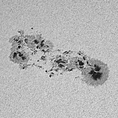 太陽黒点(活動領域14366) 2026/02/03