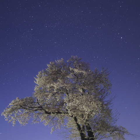 夜明の桜と夏の大三角
