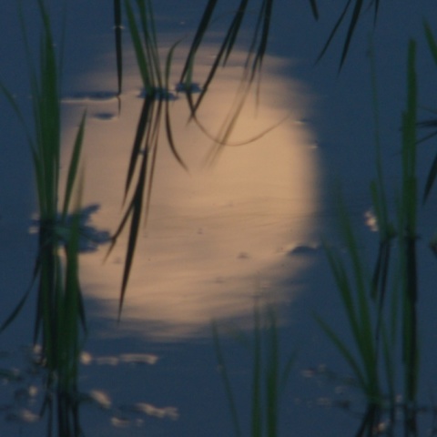 水田に映ったスーパームーンイヴの月