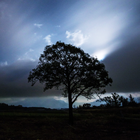 月食を待つ樹