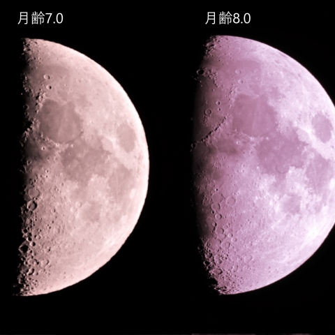 月齢7.0　月齢8.0　 2023  11/20　11/21    