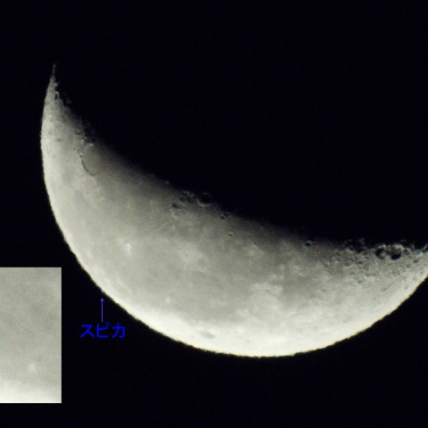 スピカ食 (明縁潜入) (2024/12/25)