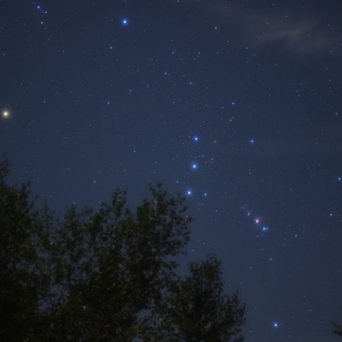 木々からのオリオン座