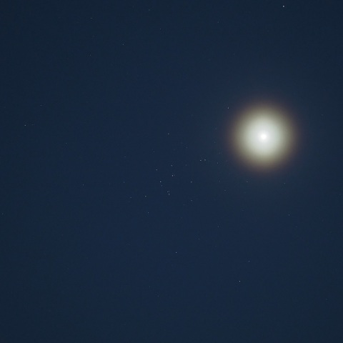 金星とプレセペ星団の接近