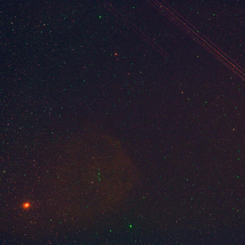 エンゼルフィッシュ